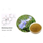 Rosemary Extract Supplier - Organic Rosmarinic Carnosic Acid
