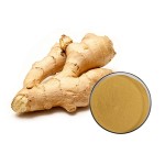Ginger Root Extract Factory - Water Soluble Powder Supplement