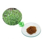 Rosemary Extract Factory - Food Grade Leaf Extract Natural