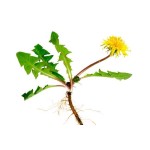 Dandelion Root Extract Supplier - Root Powder Factory Supply
