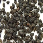 Psoralea Corylifolia Extract Manufacturer - Malay Tea Scurf Pea