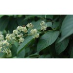 Tripterygium Extract Supplier - 98% Triptolide Celastrol