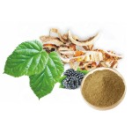 Mulberry Root Extract Factory - Flavones Mulberroside White
