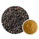 Psoralea Corylifolia Extract Manufacturer - Malay Tea Scurf Pea