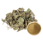 Mulberry Root Extract Factory - Flavones Mulberroside White