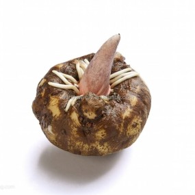 Poria Cocos Extract Supplier - 8%-30% Triterpene Polysaccharides