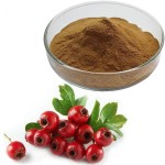 Hawthorn Extract Supplier - 5% Flavones Berry Powder