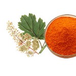 Macleaya Cordata Extract Manufacturer - 60% Sanguinarine Powder