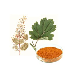 Macleaya Cordata Extract Manufacturer - 60% Sanguinarine Powder