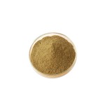 Mulberry Root Extract Factory - Flavones Mulberroside White