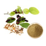 Mulberry Root Extract Factory - Flavones Mulberroside White