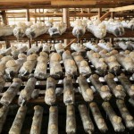 Tabernaemontana Extract Manufacturer - 10:1 20:1 Water Soluble