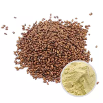 Cassia Seed Extract Manufacturer - Semen Cassiae Powder Bulk