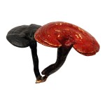 Echinacea Root Extract Factory - 1%-4% Immune Boosting Wild