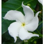 Spirulina Extract Supplier - Organic Superfood Powder Bulk