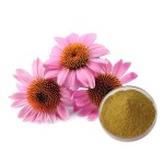 Lion's Mane Extract Factory - 30%-50% Polysaccharides Powder