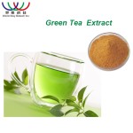 Green Tea Extract Factory - 98% Polyphenols 50% EGCG