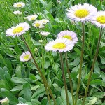Breviscapine Powder Supplier - 98% Erigeron Breviscapus