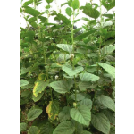 Bakuchiol Oil Manufacturer - 98% Psoralea Corylifolia Extract