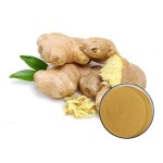 Ginger Root Extract Factory - Water Soluble Powder Supplement
