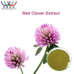 Red Clover Extract Supplier - 8%-40% Seeds P.E Bulk