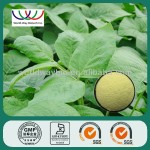 Garcinia Cambogia Extract Factory - HCA Fruit Powder White