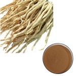 Echinacea Extract Manufacturer - Chicoric Acid Polyphenols