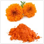 Marigold Extract Factory - 10%-80% Lutein Powder