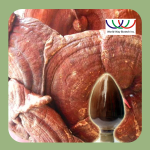 Echinacea Purpurea Extract Supplier - 1%-4% Immunity Improve