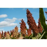 Procyanidin B2 Supplement Supplier - Plant Based Nutrient