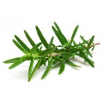 Rosemary Extract Factory - Polyphenols Carnosic Ursolic Oil