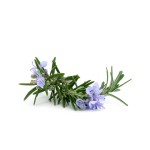 Rosemary Extract Factory - Food Grade Leaf Extract Natural