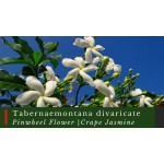 Spirulina Extract Supplier - Organic Superfood Powder Bulk