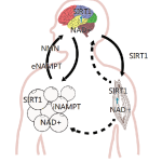 NMN Powder Manufacturer - Food Grade Nicotinamide Mononucleotide Bulk