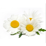 Chamomile Extract Supplier - Apigenin Flower Seeds Organic