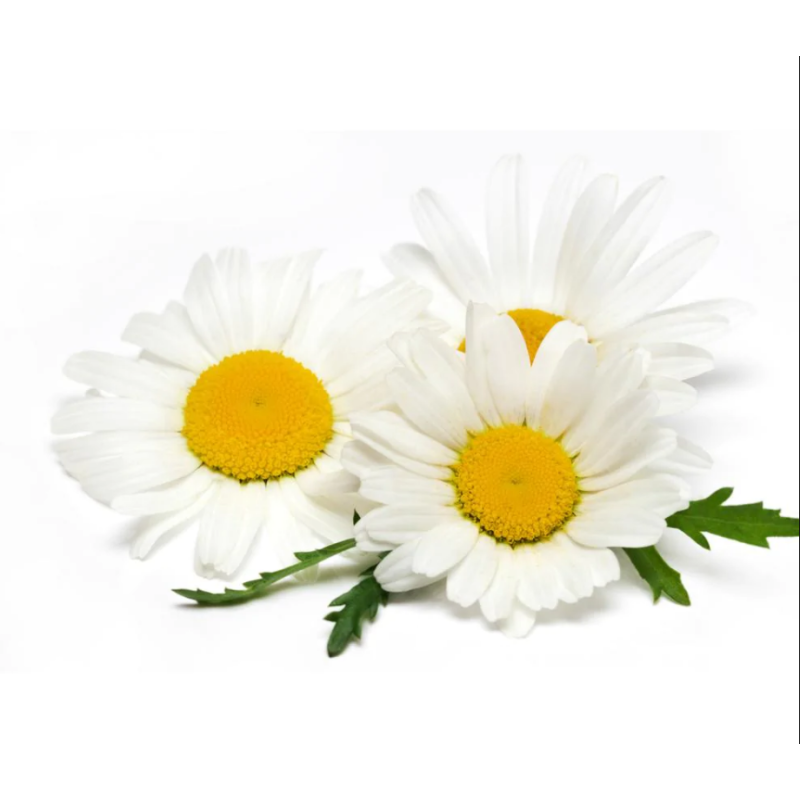 Chamomile Extract Supplier - Apigenin Flower Seeds Organic