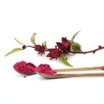 Hibiscus Extract Manufacturer - GMP Certified Anthocyanidins