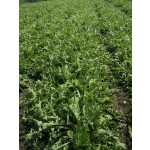 Dandelion Root Extract Supplier - Root Powder Factory Supply