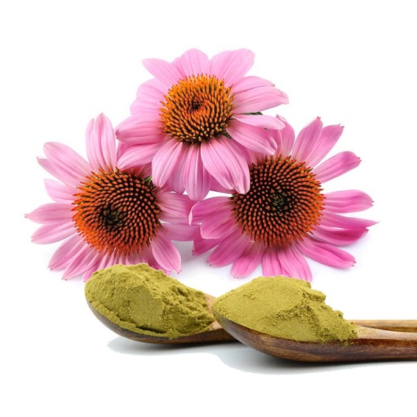 Echinacea Extract Supplier - Liquid Powder Capsule Forms