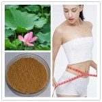White Kidney Bean Extract Factory - 30:1 Phaseolin Berberin