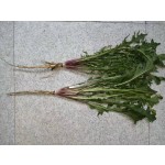 Dandelion Root Extract Supplier - Root Powder Factory Supply