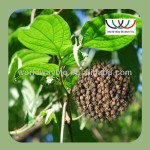 Black Pepper Extract Supplier - 95% Piperine Seed Powder