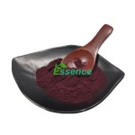 Blueberry Powder Supplier - 25% Anthocyanins Fruit Extract
