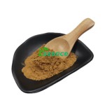 Hericium Extract Powder Manufacturer - 20:1 Mycelium 10% Polysaccharide