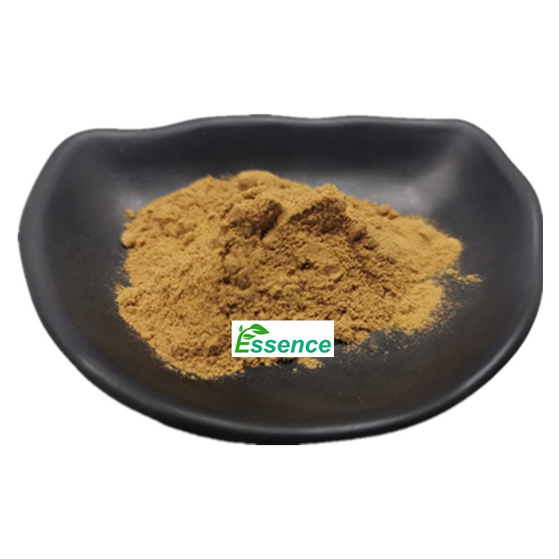 Sparassis Powder Supplier - Crispa Mushroom Extract