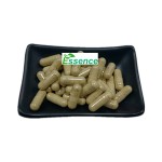 Turkesterone Powder Factory - Ajuga Turkestanica Extract