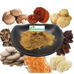 Chaga Extract Powder Manufacturer - 10-50% Polysaccharides