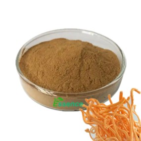 Cordyceps Powder Manufacturer - Militaris Extract Mushroom
