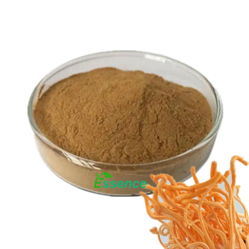 Cordyceps Powder Manufacturer - Militaris Extract Mushroom