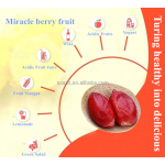 Miracle Berry Powder Manufacturer - Synsepalum Dulcificum Extract